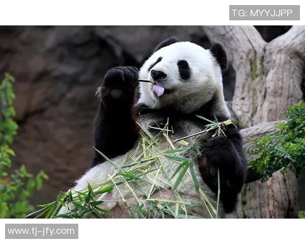 熊猫体育携手快乐运动理念让每一次锻炼都充满欢笑与活力