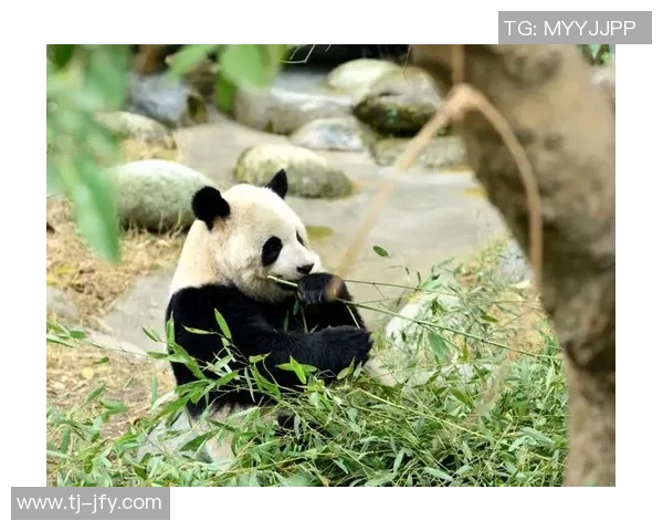 熊猫体育助力健康生活与运动共舞携手前行的美好旅程